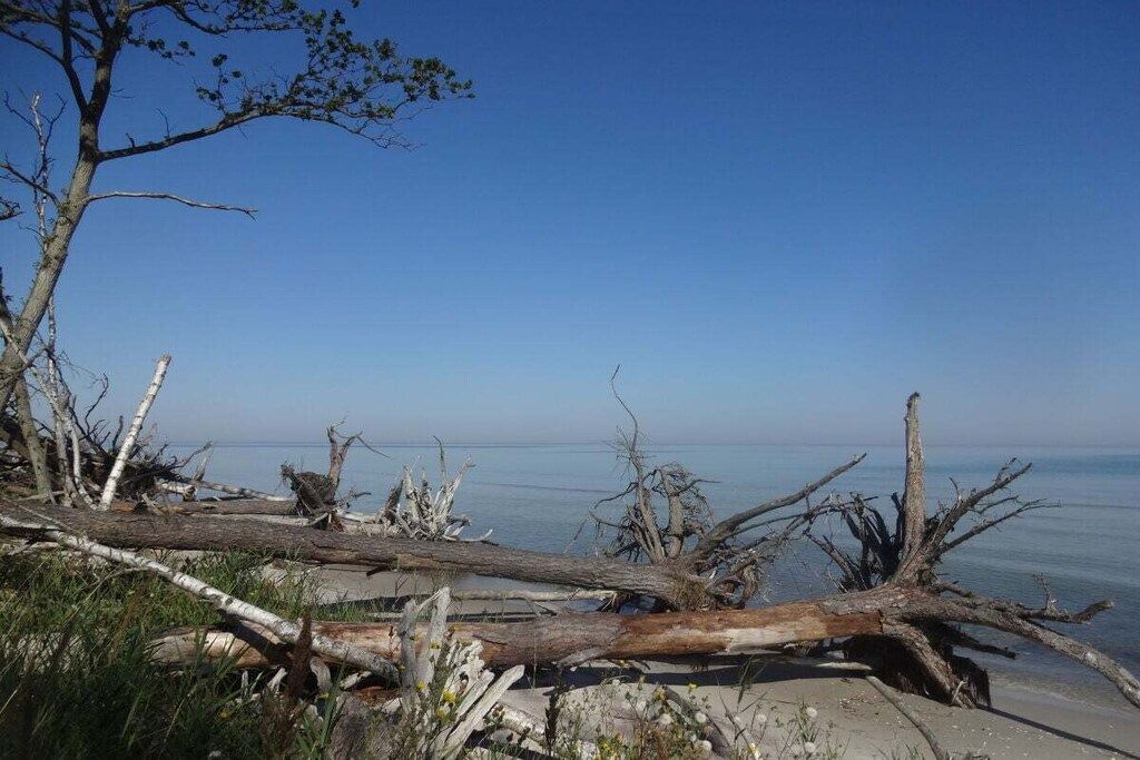 A coastal landscape with fallen trees and a clear view of the sea.