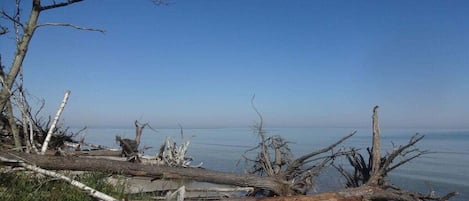 Paisatge costaner amb arbres caiguts i una vista clara del mar.