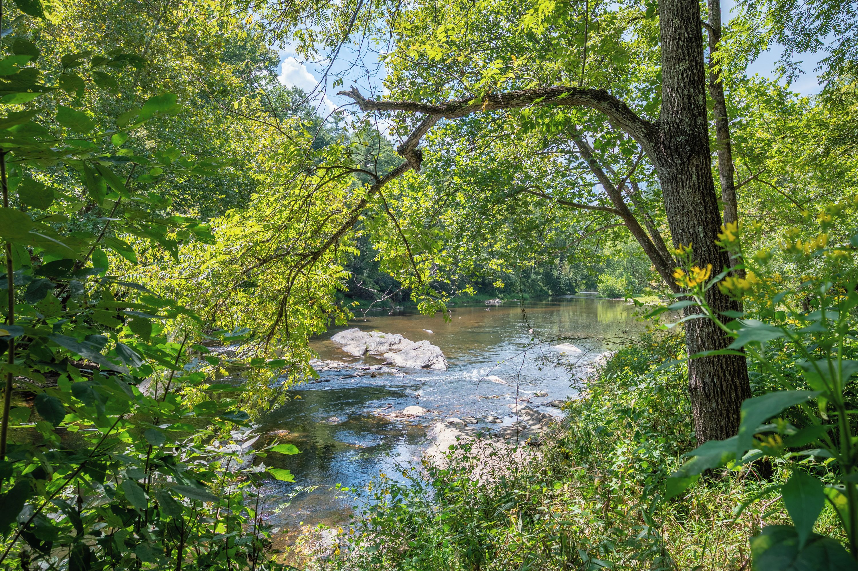 A river flowing through a forested area with trees and rocks.