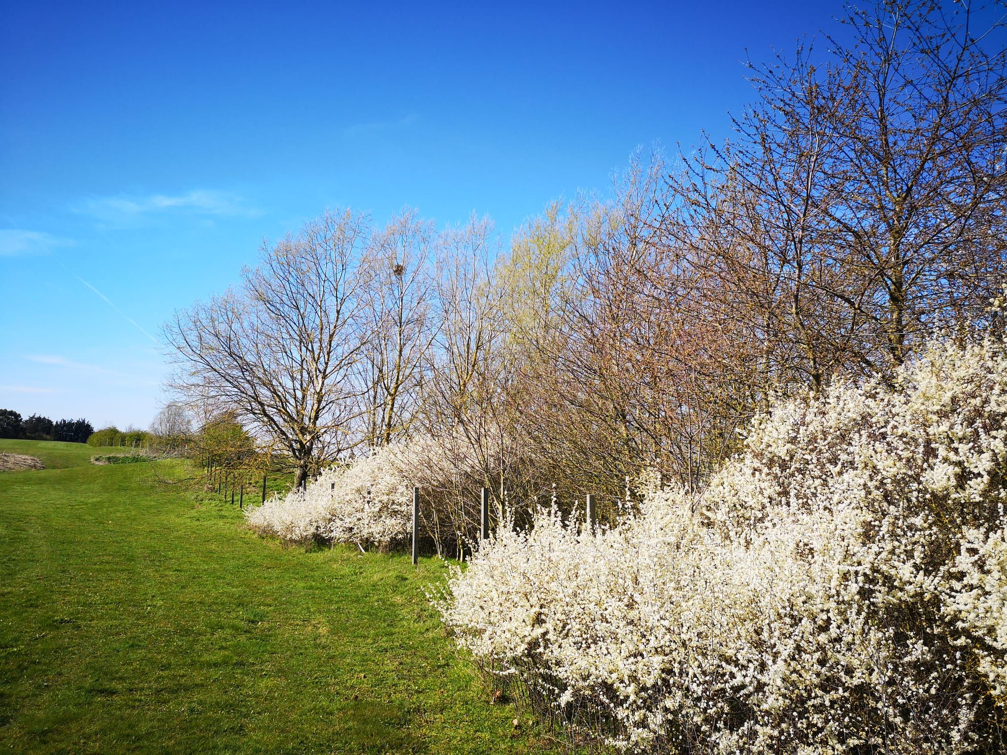 A grassy field with trees and flowering bushes.