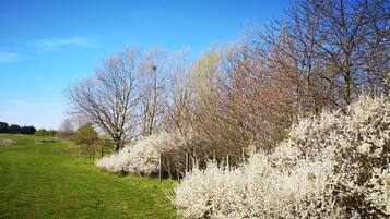 A grassy field with trees and flowering bushes.