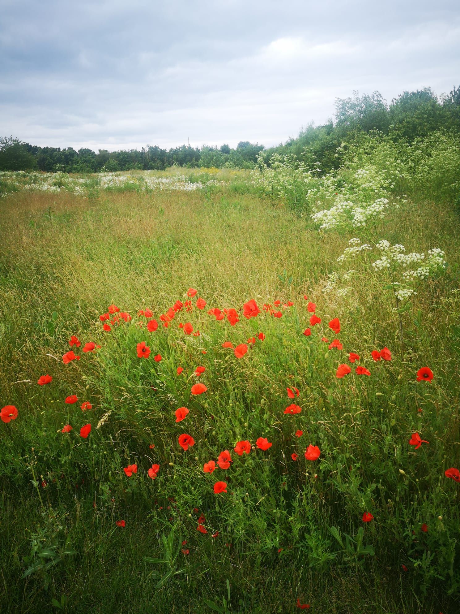 A field with red poppies and green grass.