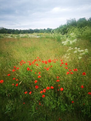 A field with red poppies and green grass.
