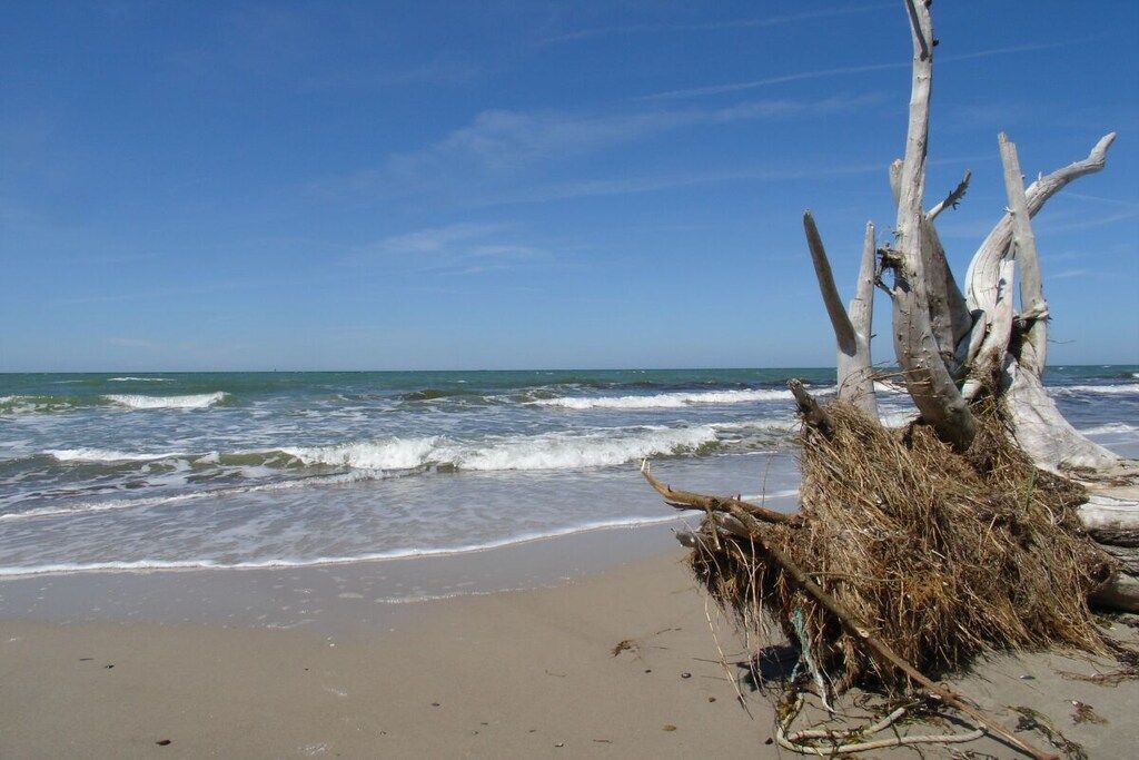 A beach with a dead tree trunk and waves.