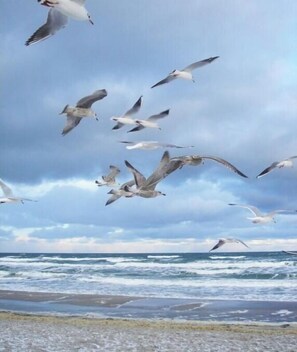 Ein Strand mit Wellen und einer Vogelschwärme, die darüber fliegen.