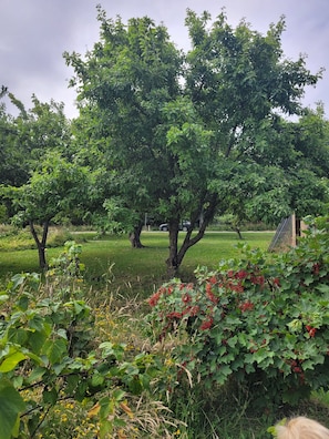 Un jardí exuberant amb arbres madurs i diferents plantes.