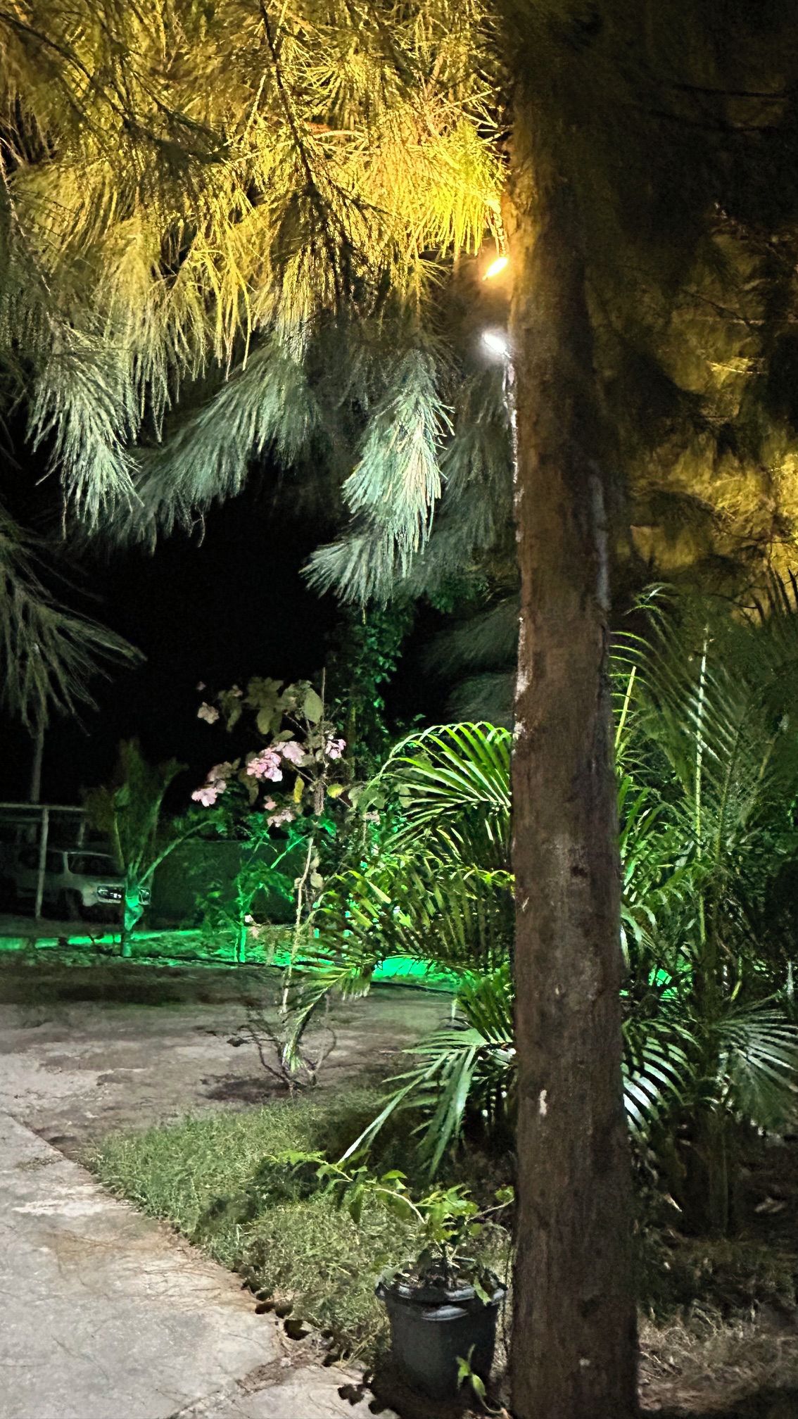 Área externa à noite, com uma árvore, um vaso de planta e um caminho.