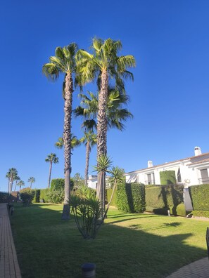 A well-maintained garden with tall palm trees, a neatly trimmed hedge, and a white building with a tiled roof.