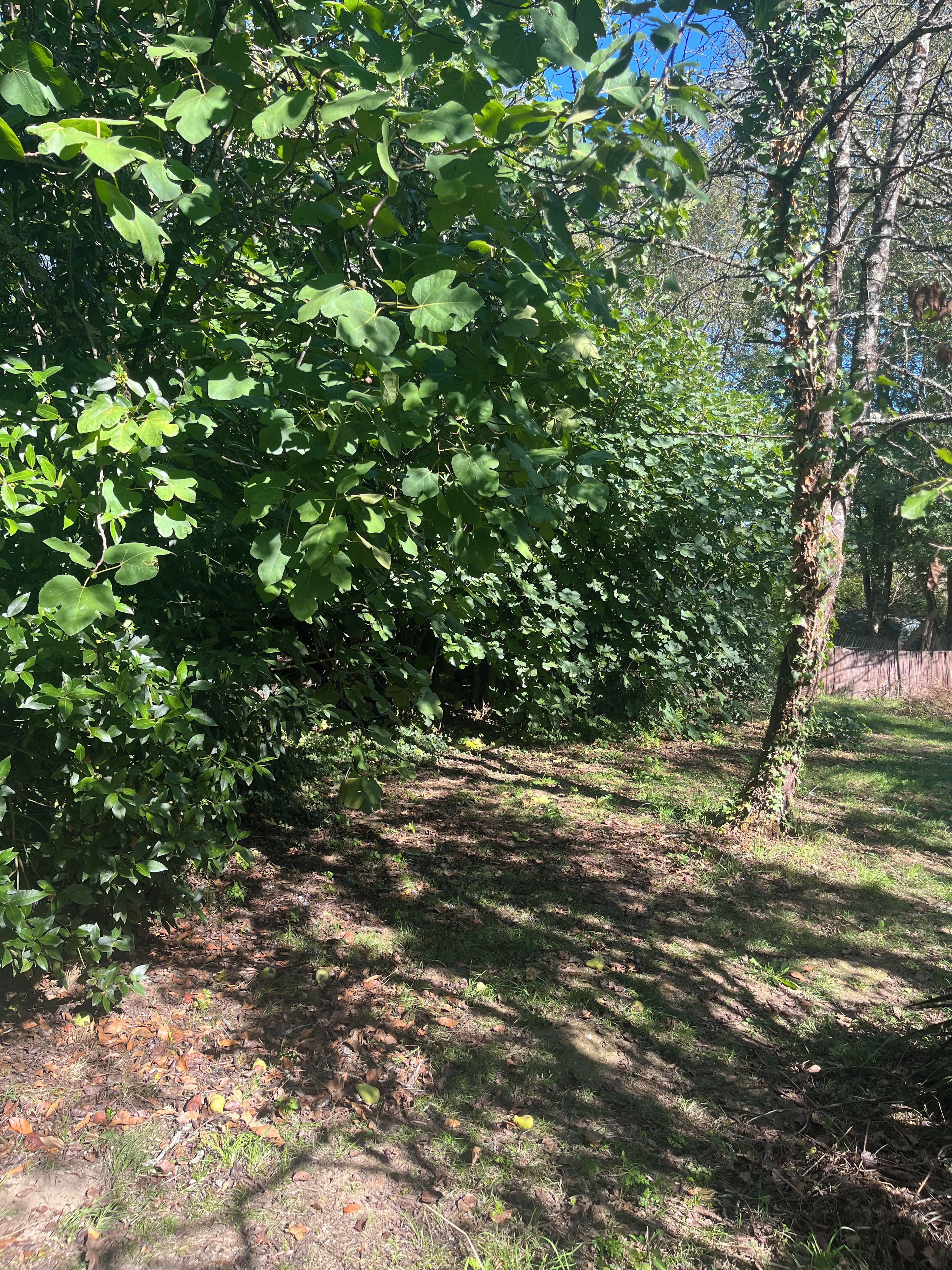 Ett område med tät, grön vegetation och en klar himmel.