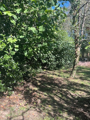 A dense green foliage area with a clear sky.
