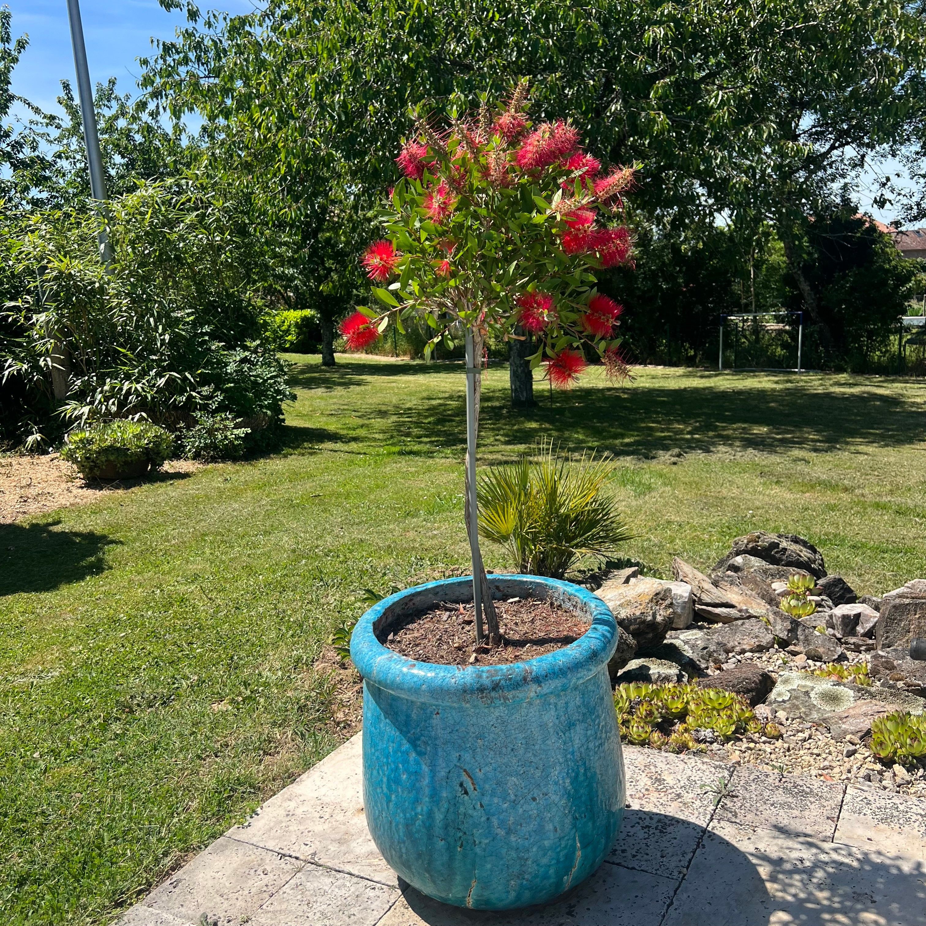 A potted tree with red flowers in a blue pot on a concrete surface.