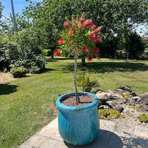 Un árbol en maceta con flores rojas en una maceta azul sobre una superficie de hormigón.