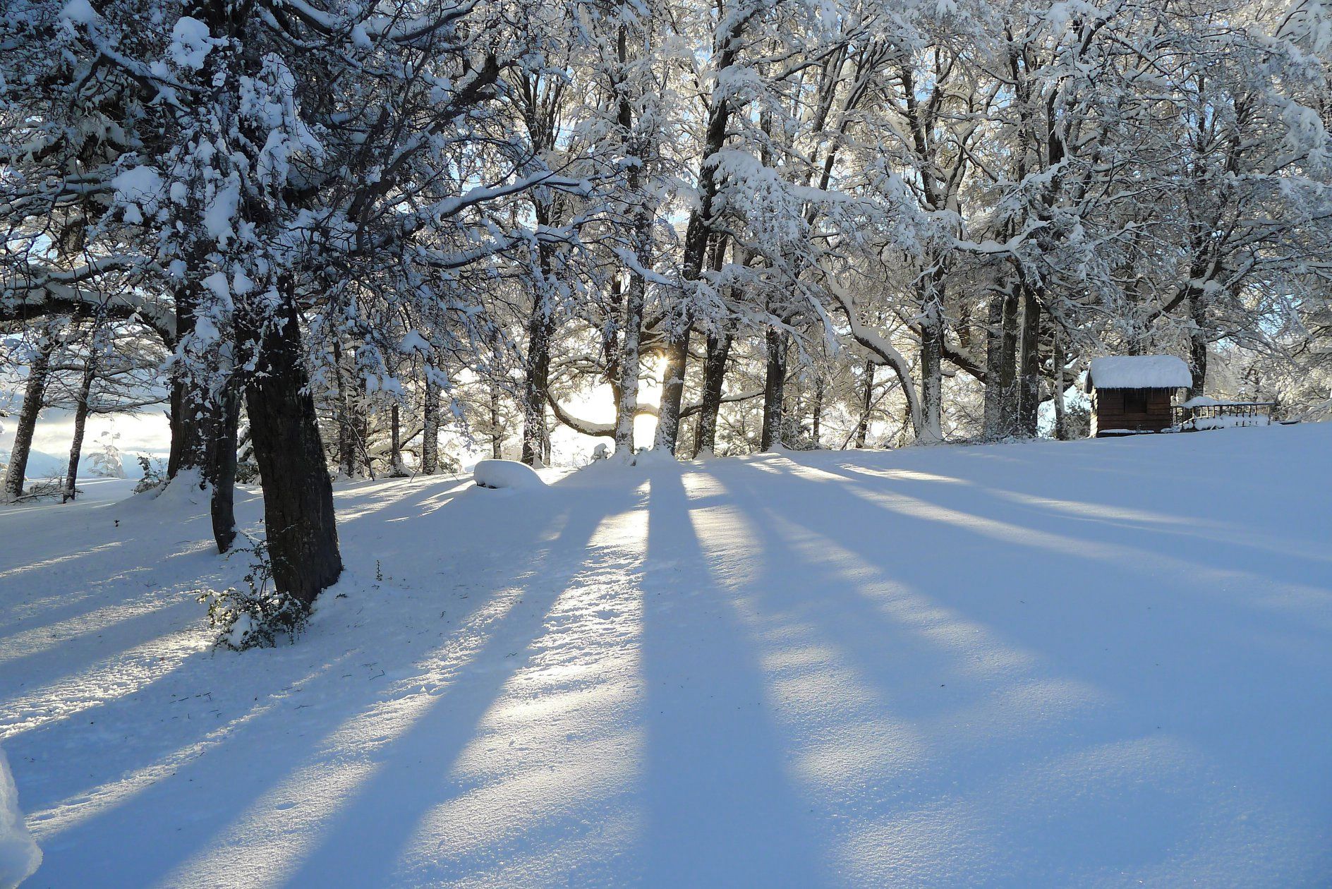 A snow-covered forest path leading to a cabin.