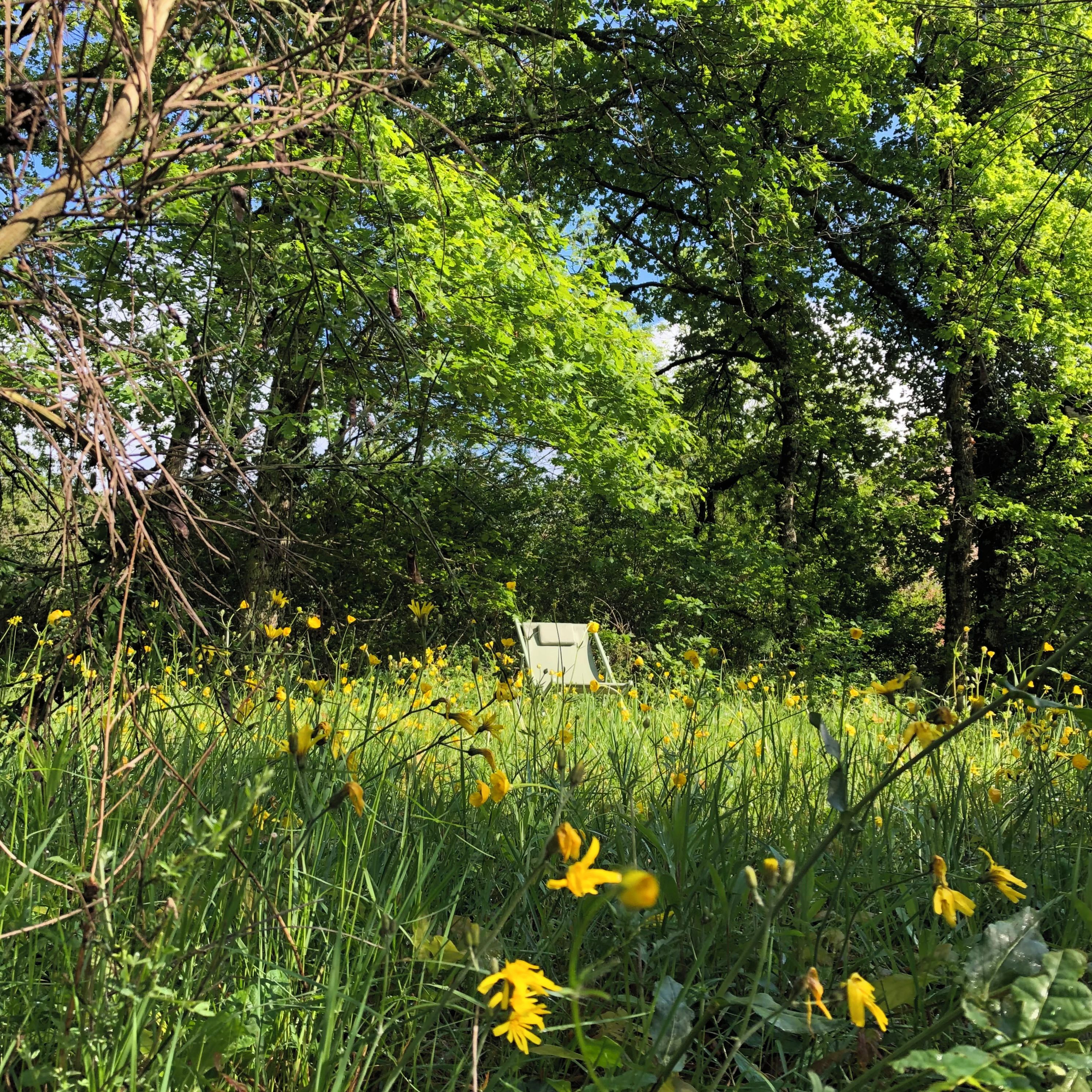 A natural landscape with trees, grass, and yellow flowers.