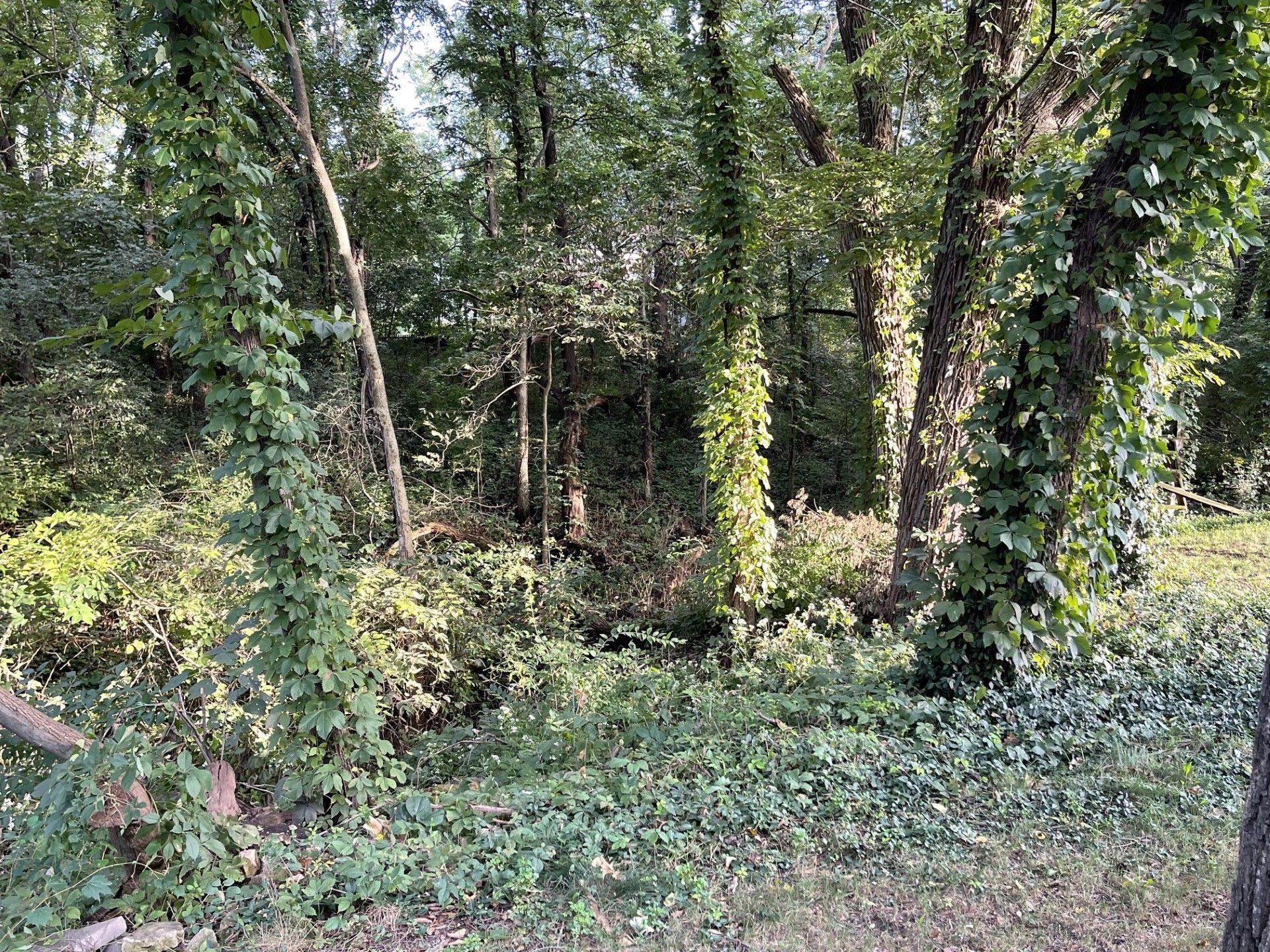 A dense forest with tall trees and thick underbrush.