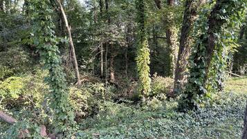 A dense forest with tall trees and thick underbrush.