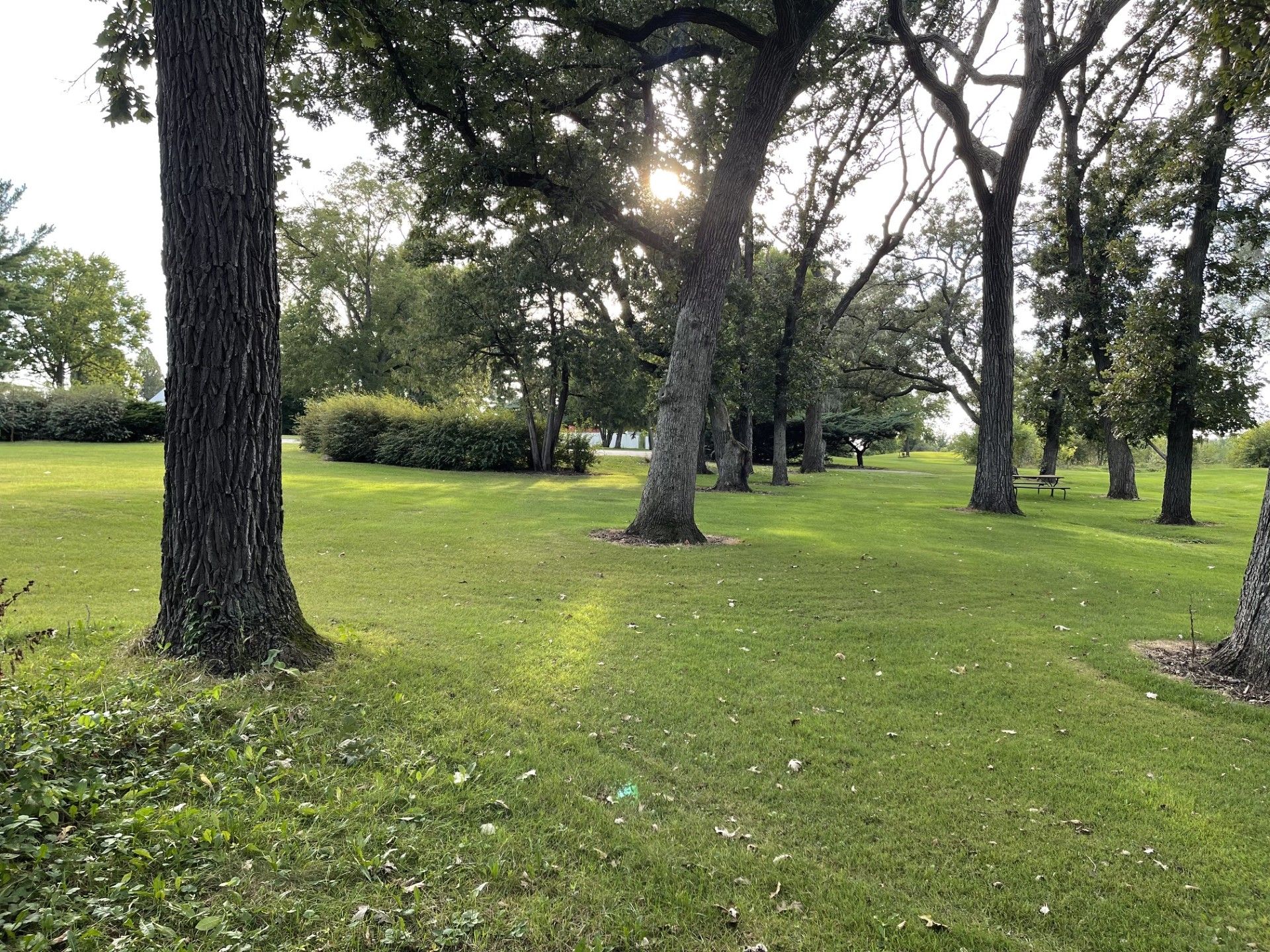 A park with a variety of trees and a well-maintained lawn.