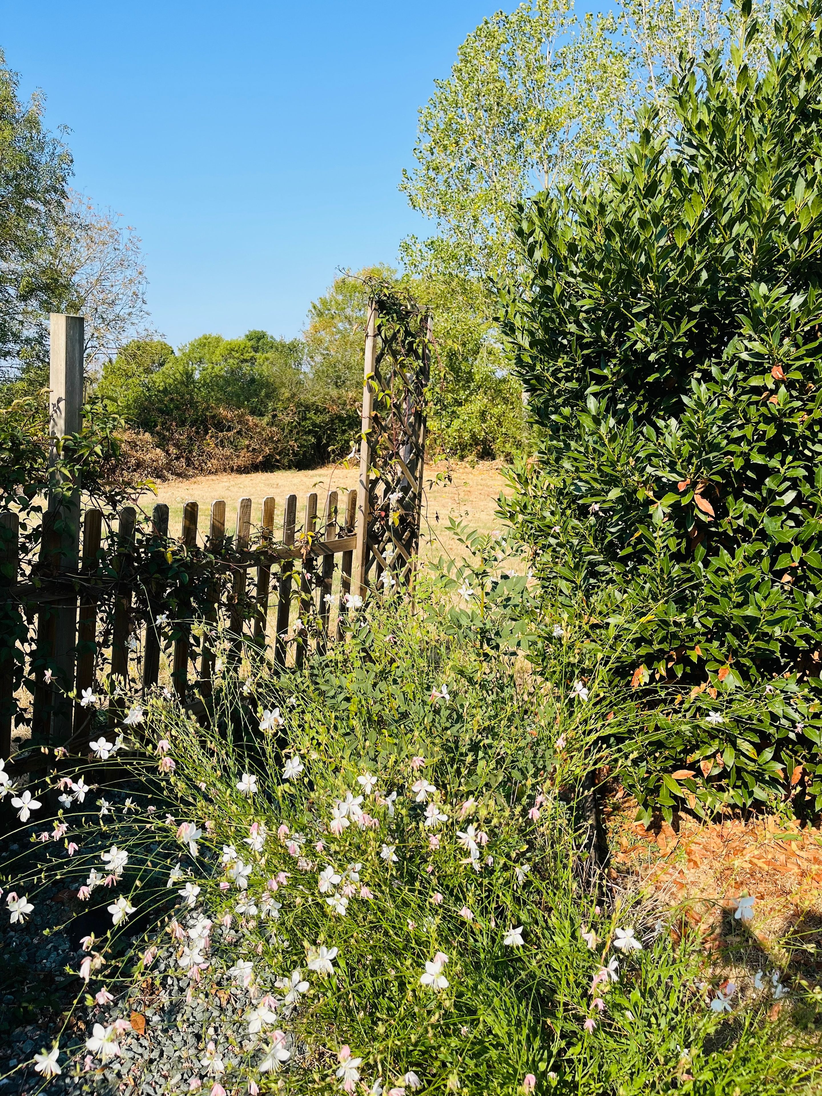 A garden with a wooden fence, various plants, and flowers.