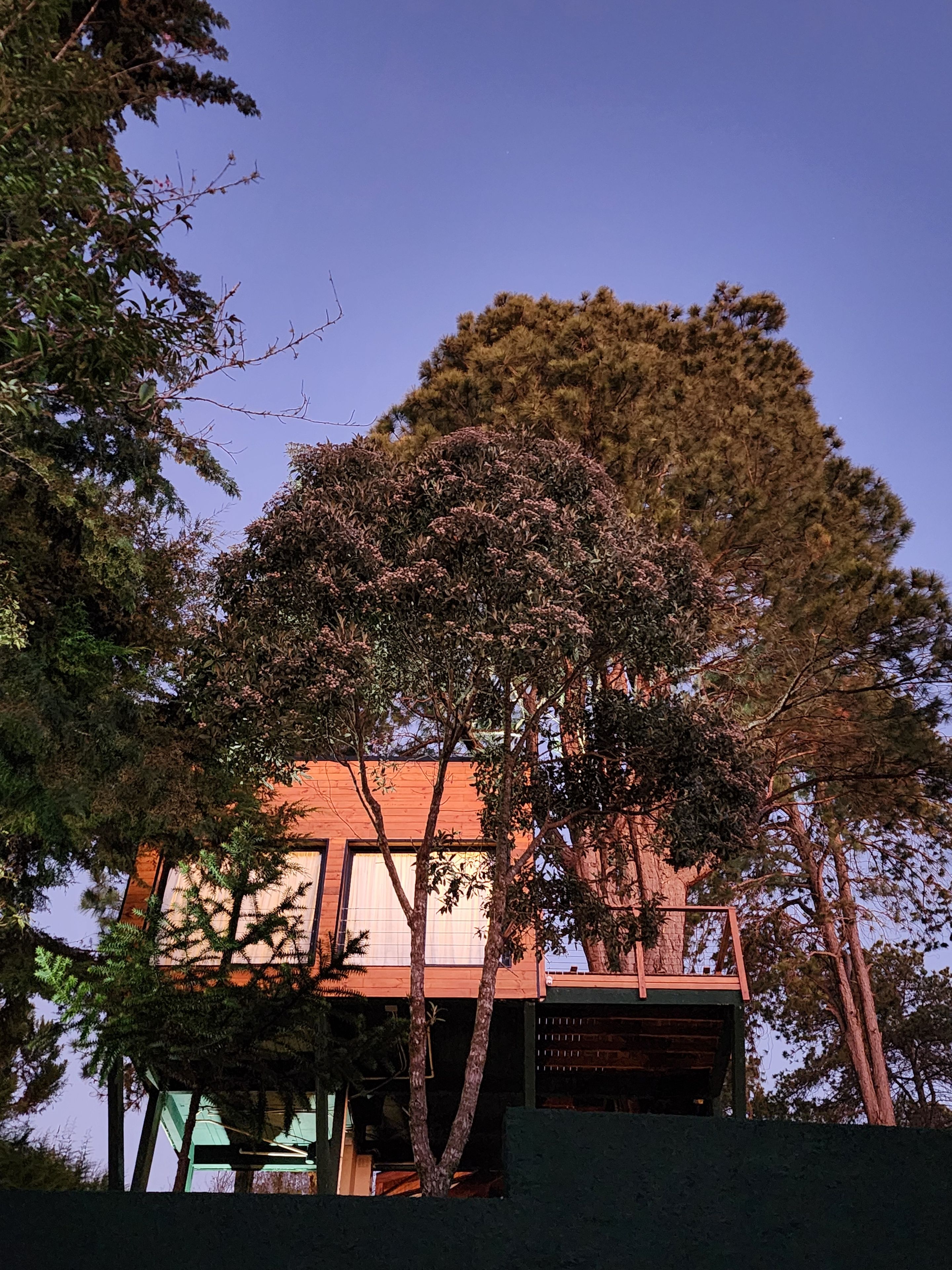 Um edifício moderno com uma grande árvore na frente, cercado por outras árvores.