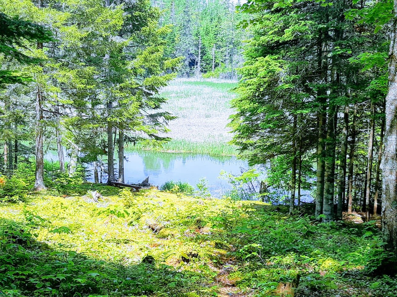A forested area with a pond surrounded by trees.