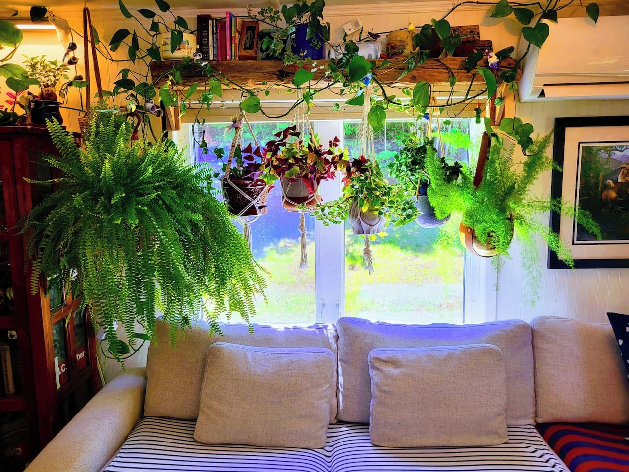 Un salon chaleureux avec un canapé, des plantes suspendues et une bibliothèque.