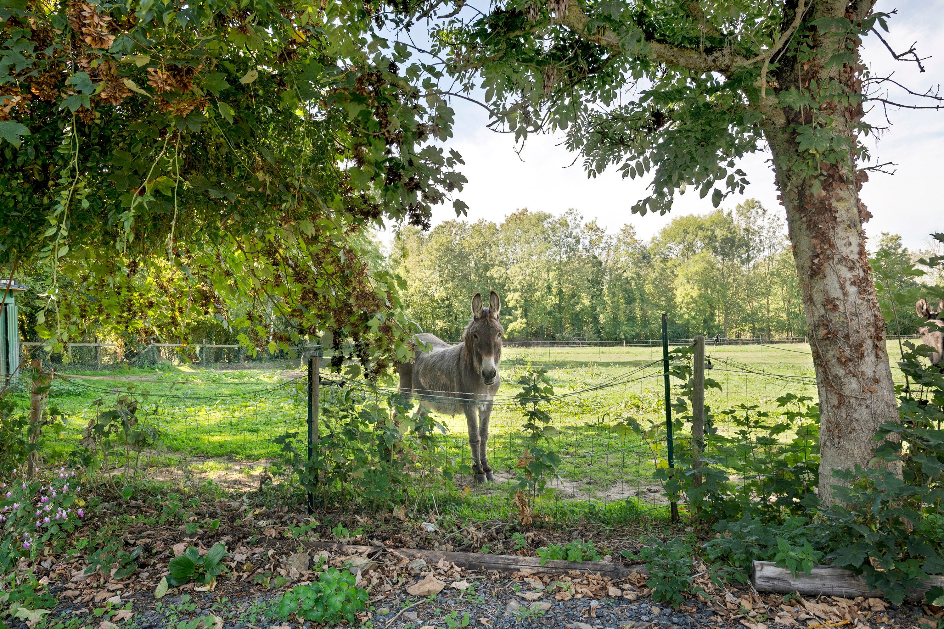A horse in a fenced enclosure with trees and a grassy field in the background.