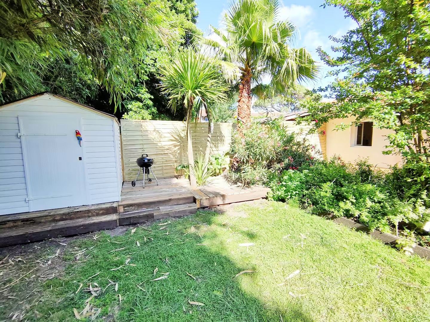 A backyard with a white shed, a barbecue grill, and a palm tree.