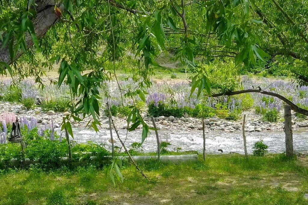 Un río con lecho pedregoso, rodeado de abundante vegetación y flores púrpuras.