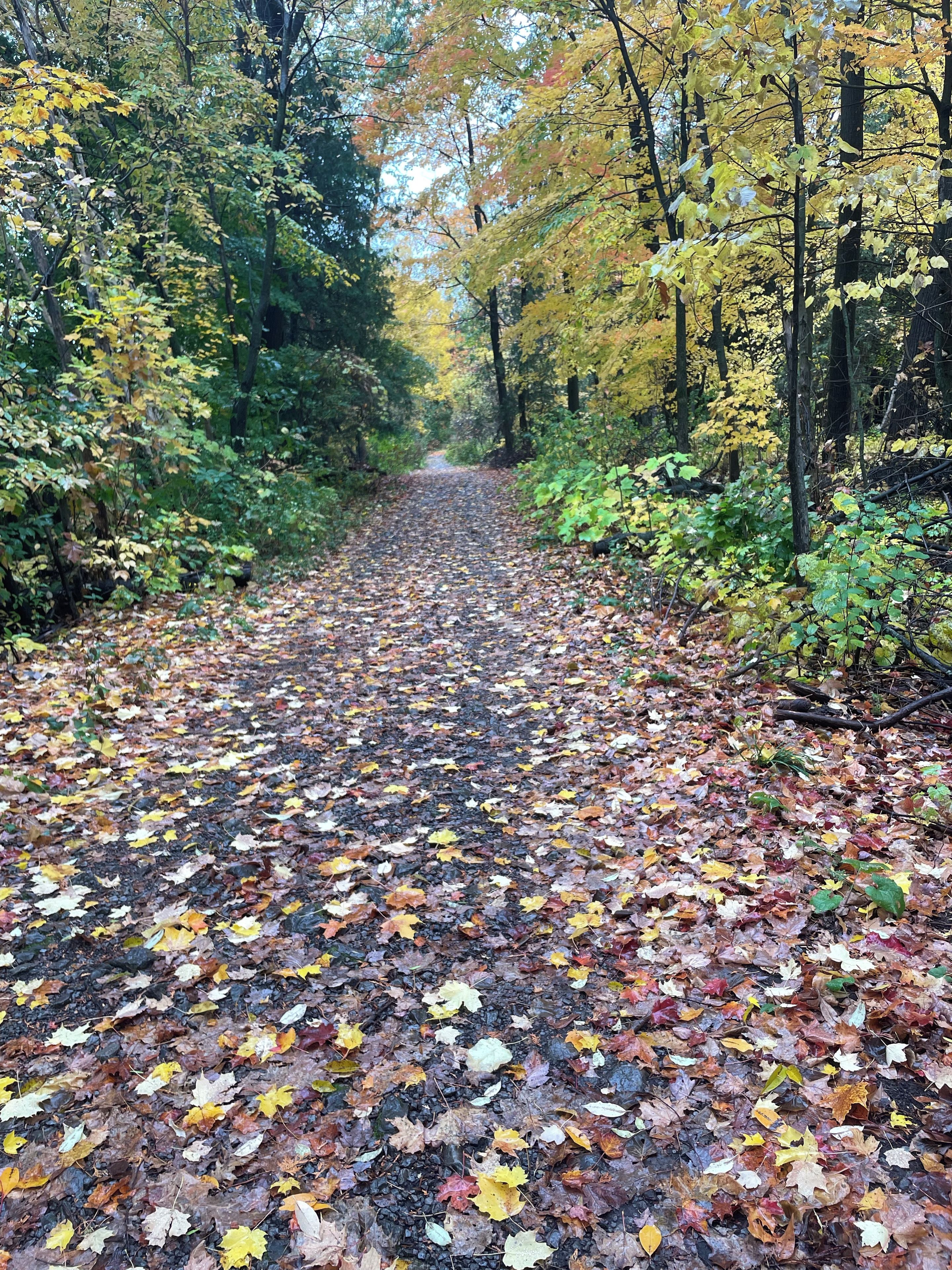 Un sentier forestier recouvert de feuilles mortes.