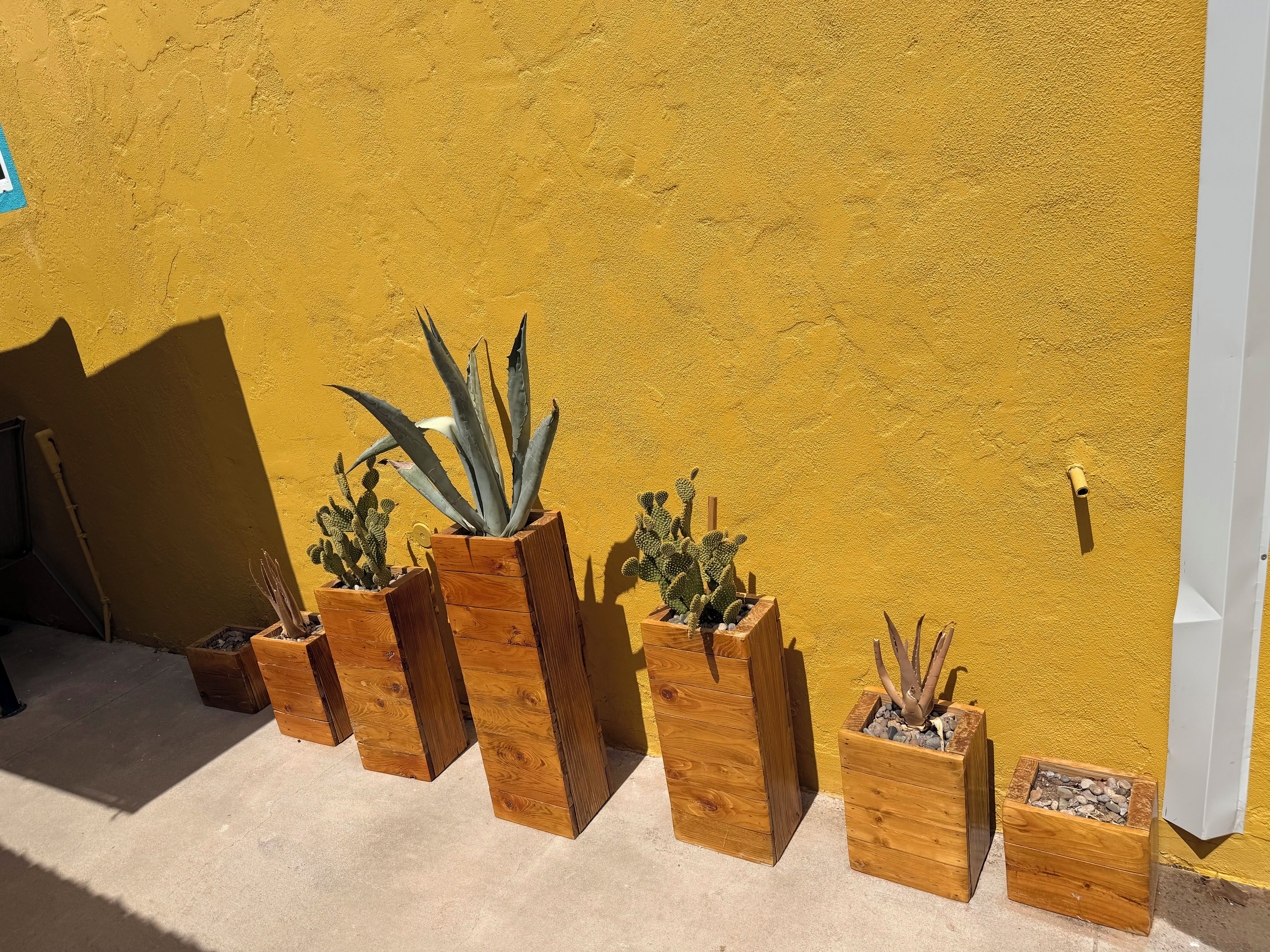 Macetas de madera con cactus frente a una pared amarilla.