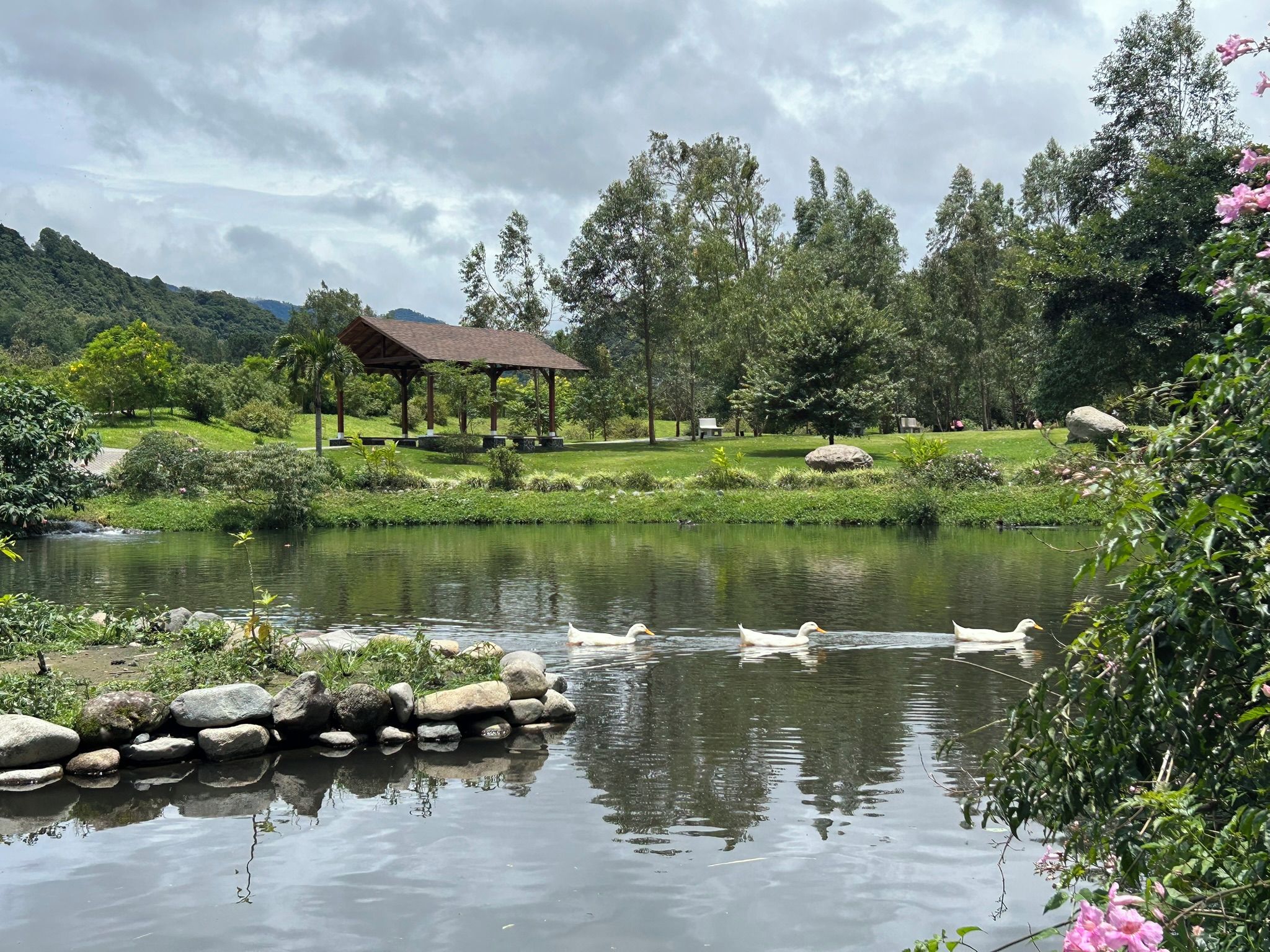 A tranquil pond with ducks, surrounded by lush greenery and a gazebo.