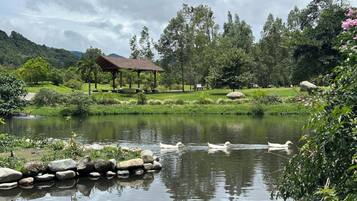 A tranquil pond with ducks, surrounded by lush greenery and a gazebo.