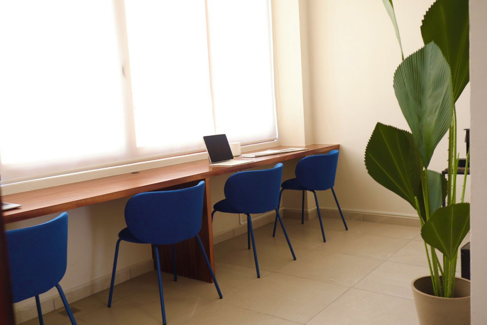 Une pièce avec un bureau en bois, quatre chaises bleues, un ordinateur portable et une grande plante verte.