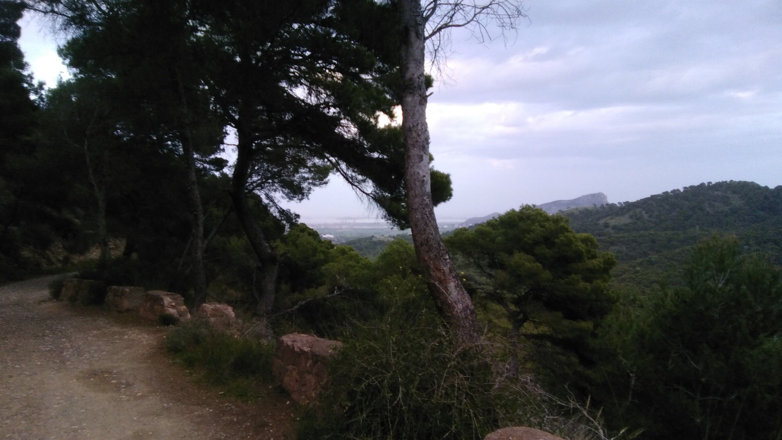 Un paisaje natural con un sendero de tierra, árboles densos y una vista distante de una colina.