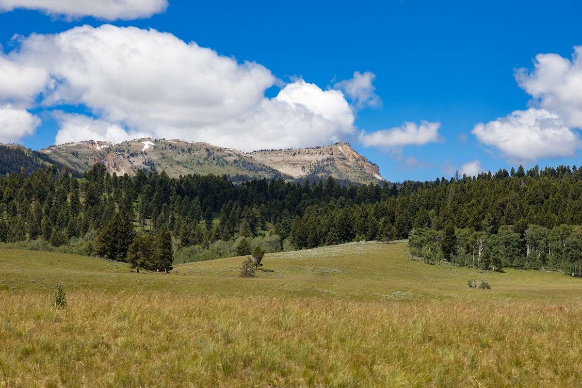 A mountainous landscape with a clear sky and a forested area in the foreground.