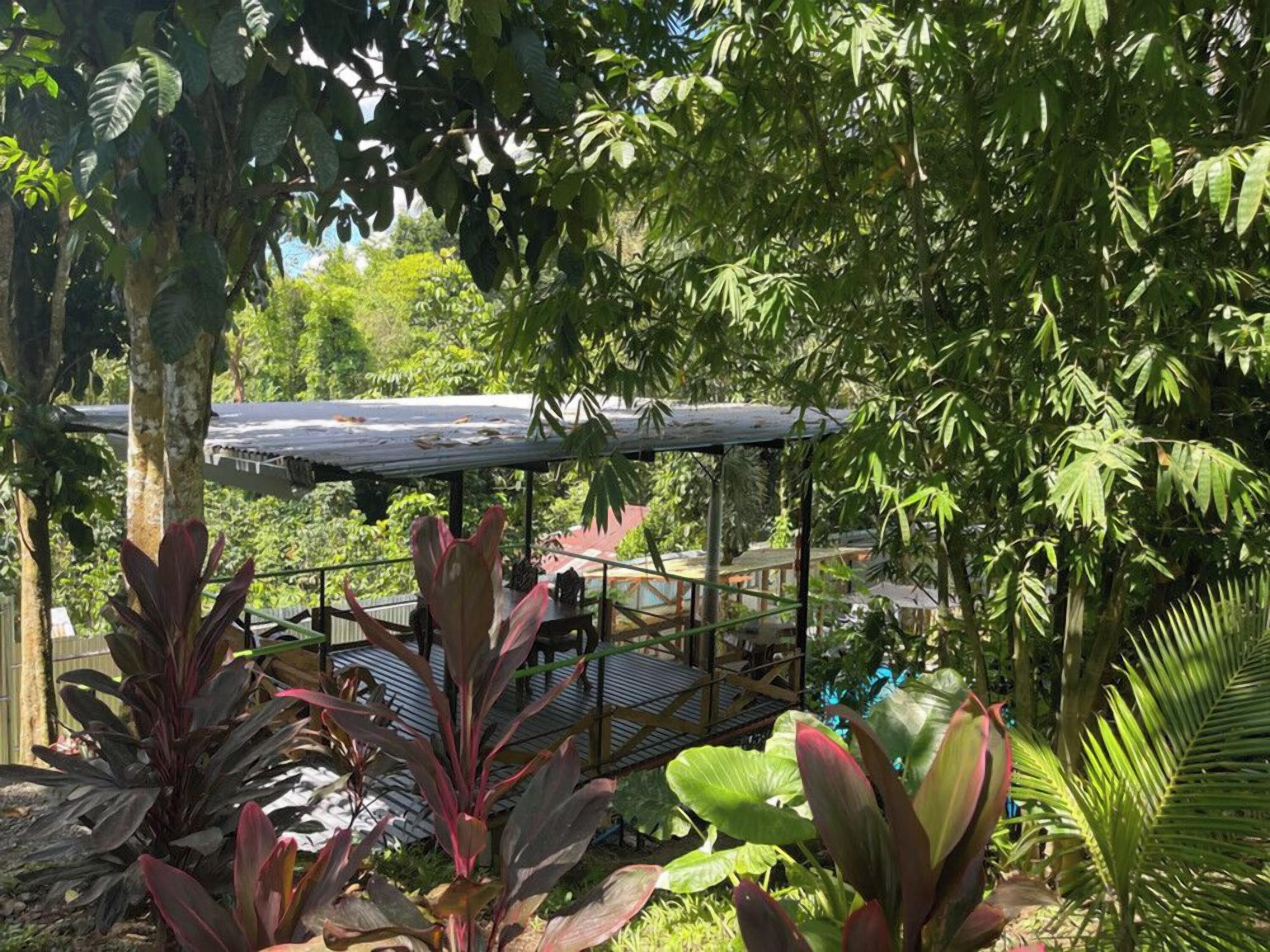 A covered outdoor area with a wooden deck, surrounded by lush greenery and large-leafed plants.