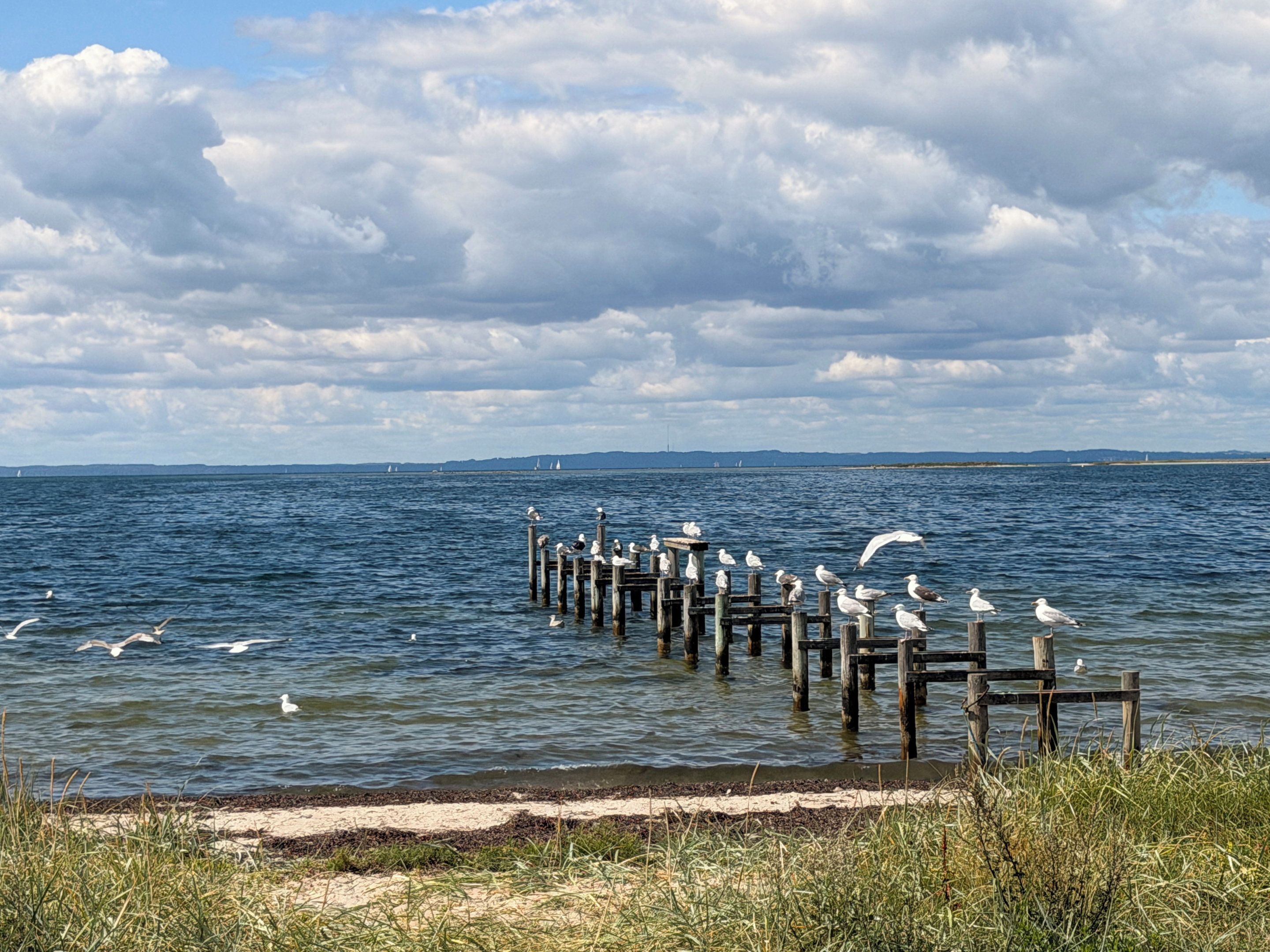Eine hölzerne Pier, die sich über ein Gewässer erstreckt, mit Möwen, die darauf sitzen.