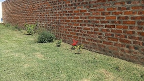 A brick wall with a small patch of grass and a few plants.