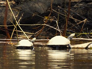 Two turtles in water with branches and logs in the background.
