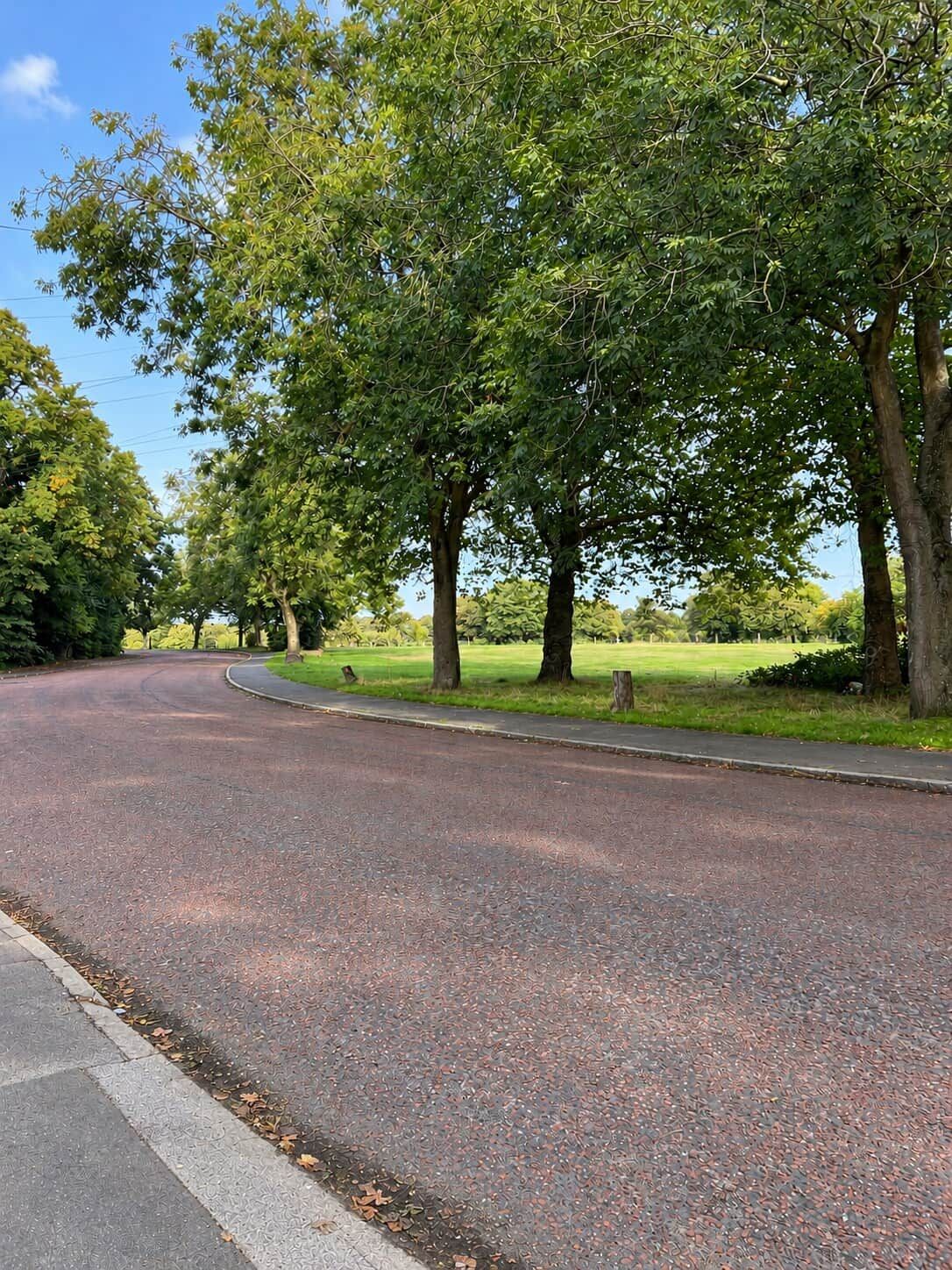 A paved road curving through a park with trees and grass.