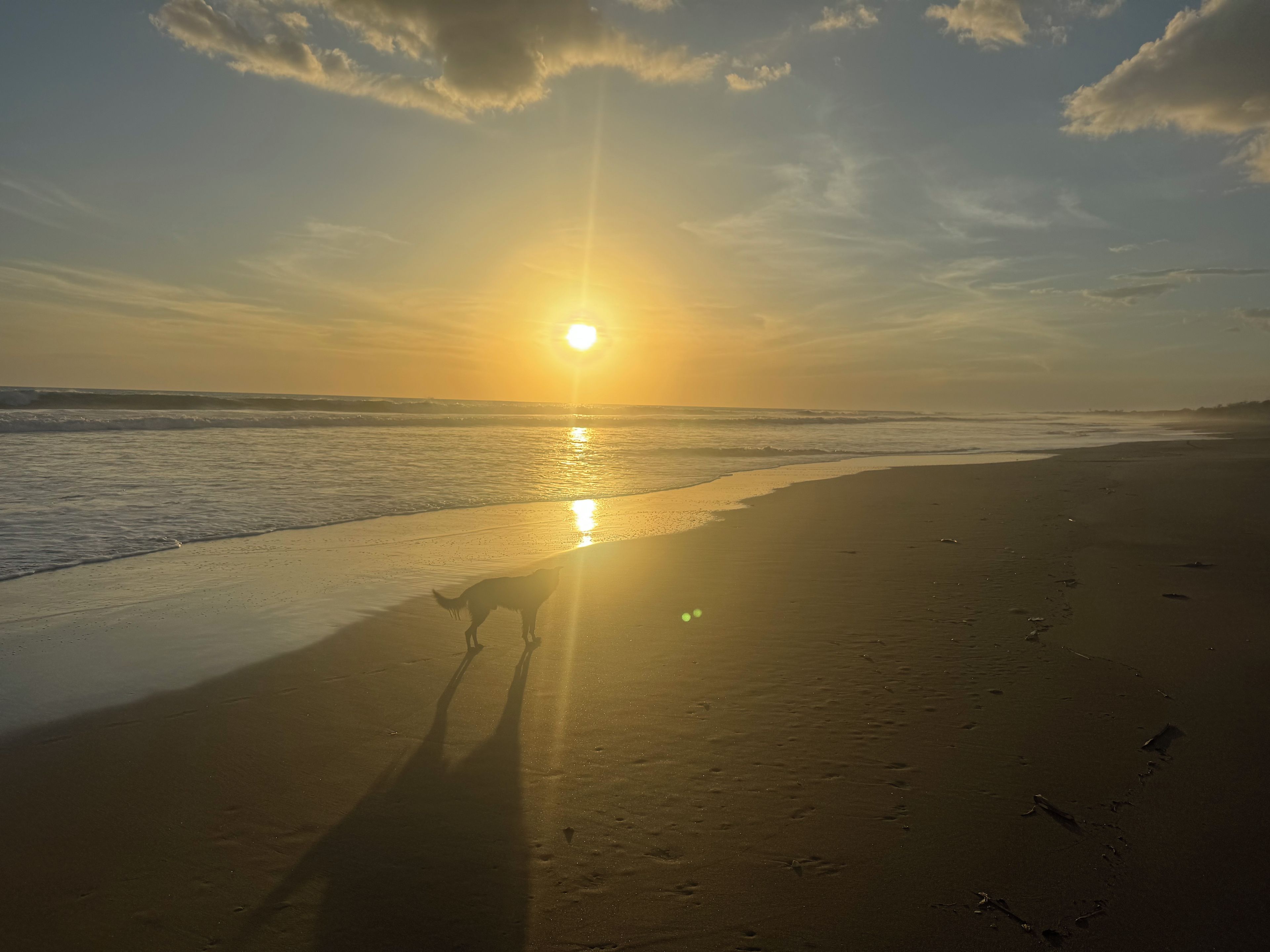 Escena de playa con un perro caminando por la orilla al atardecer.