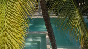 Área da piscina com palmeira e vista clara da água.