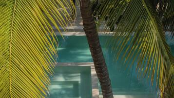 Zona de piscina con una palmera y vista despejada a la piscina.