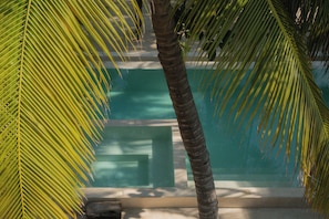 Zona de piscina con una palmera y vista despejada a la piscina.