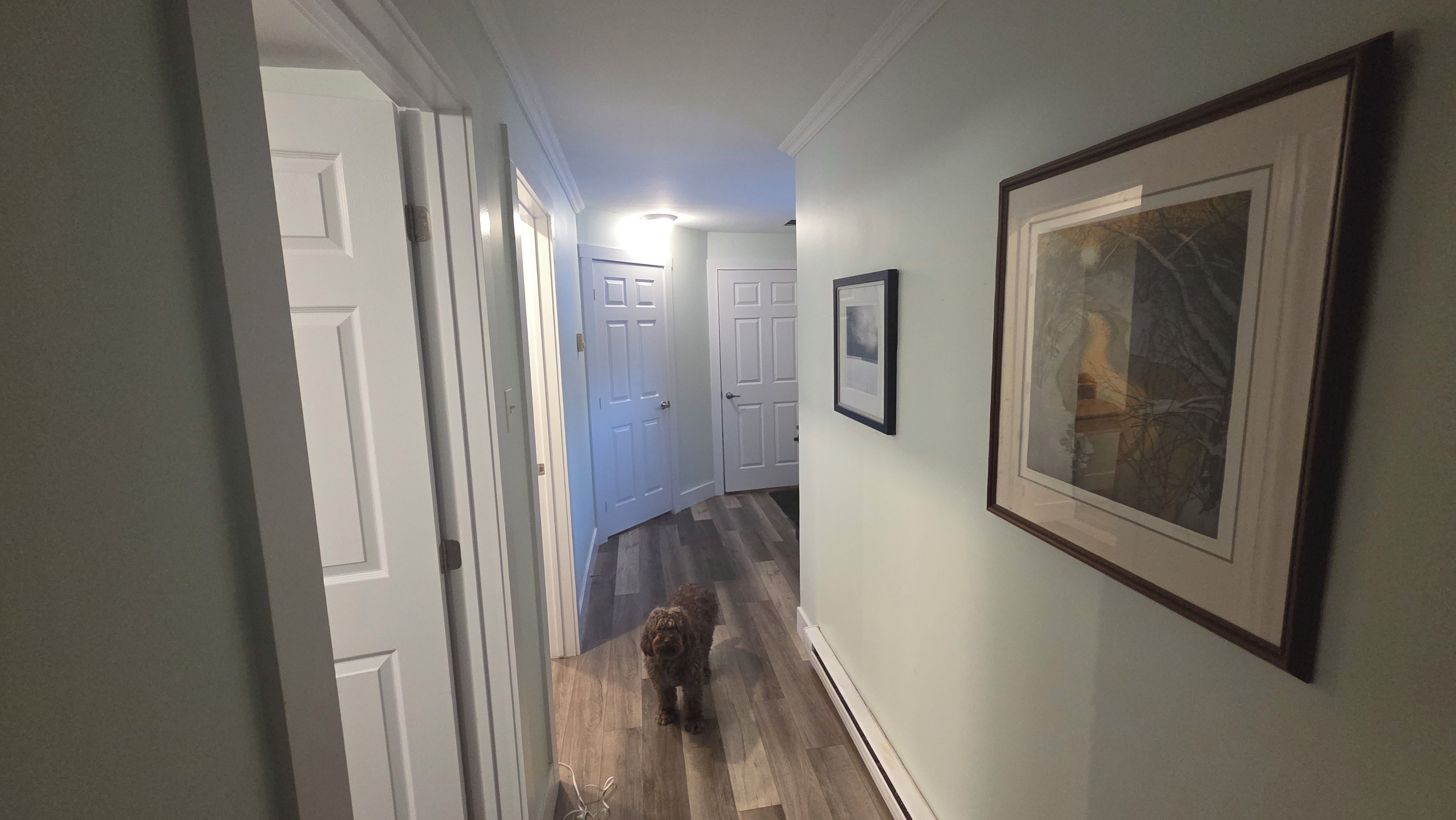 A hallway with a dog walking, white doors, and framed artwork on the wall.