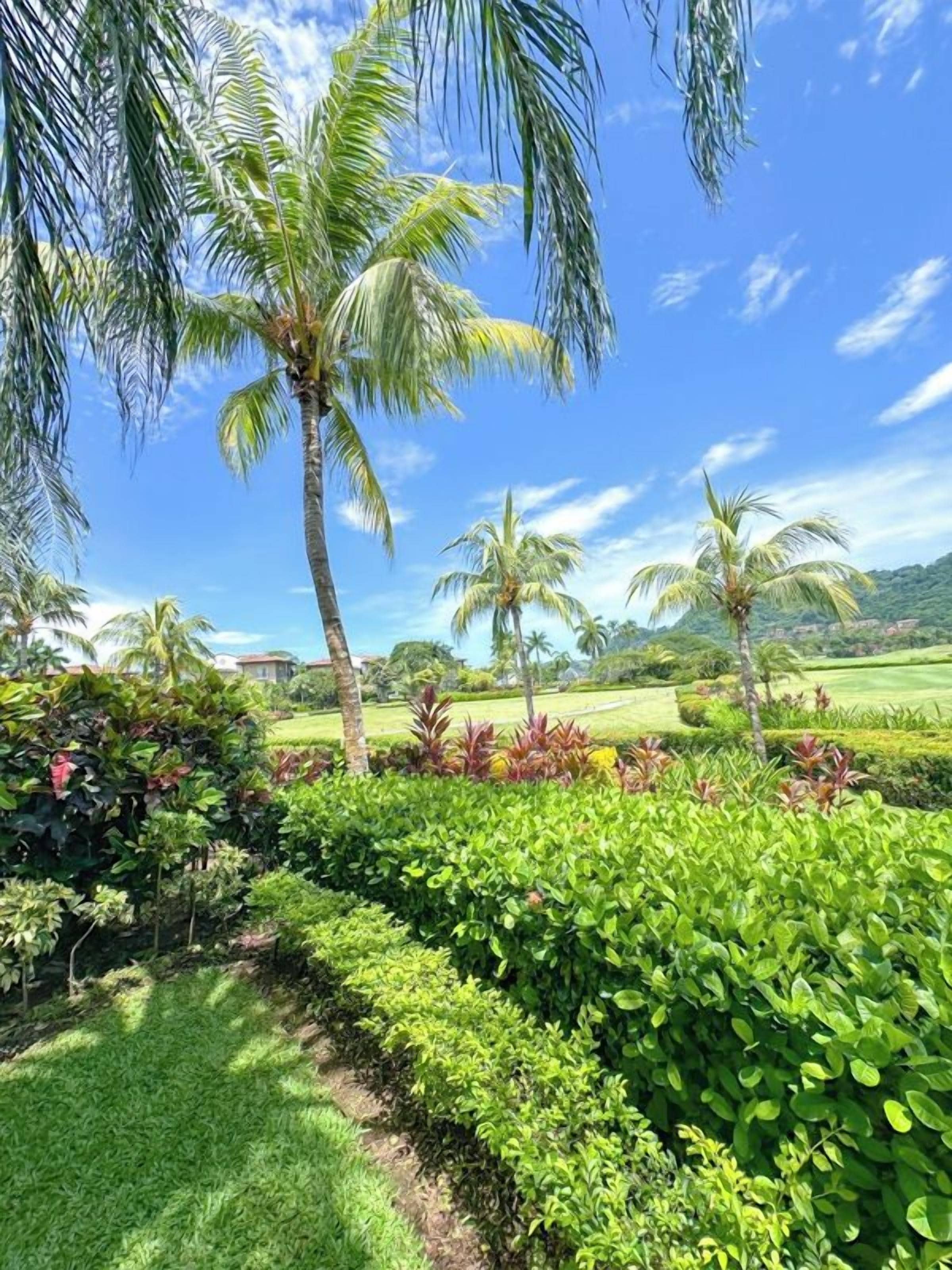 Un jardín exuberante con palmeras y setos bien cuidados.