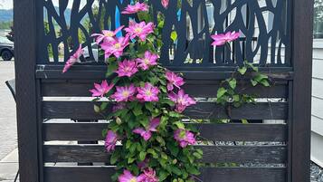 A wooden bench with a climbing plant featuring pink flowers.