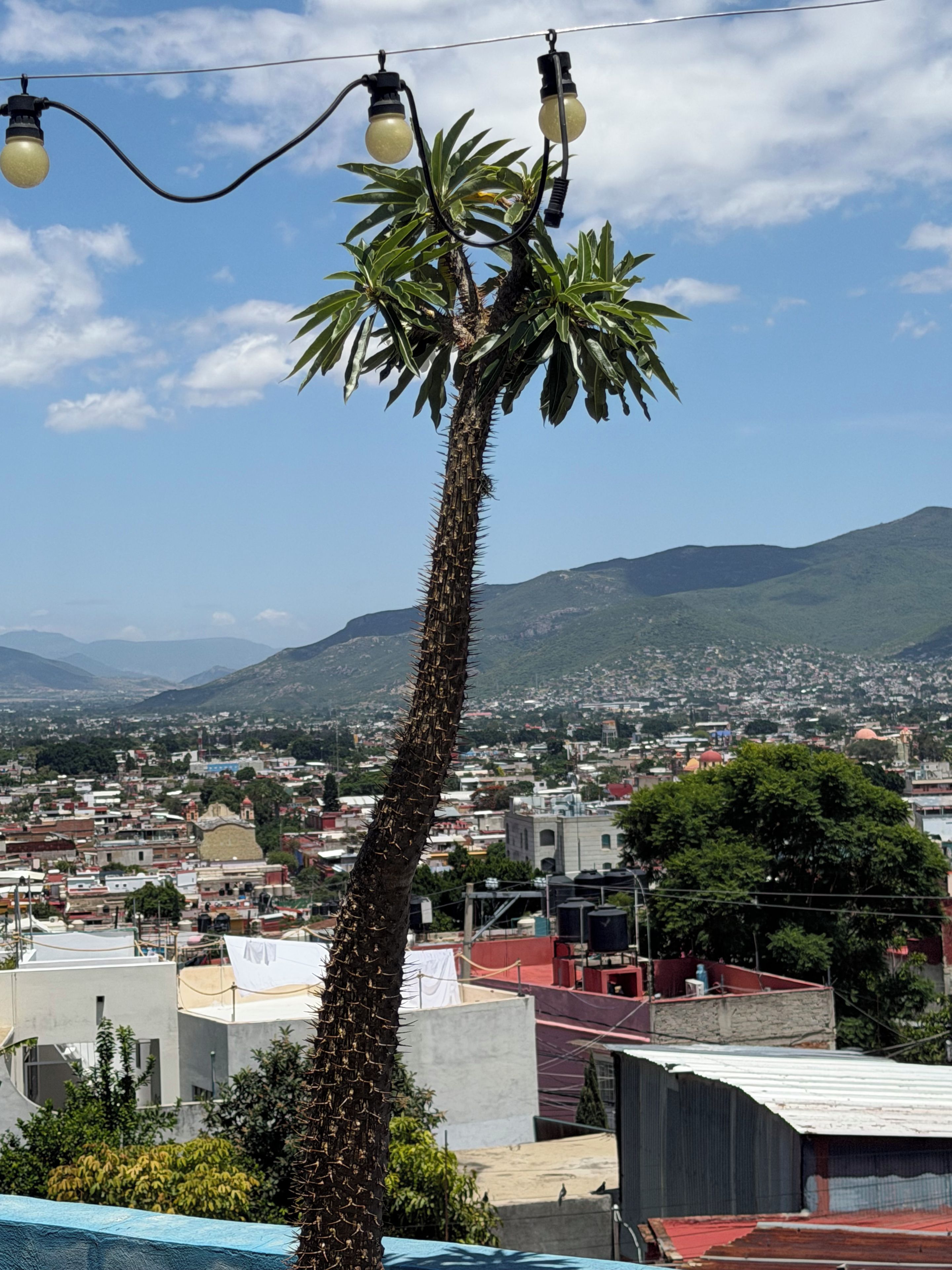 A tall palm tree with a street lamp nearby, set against a backdrop of a cityscape and mountains.