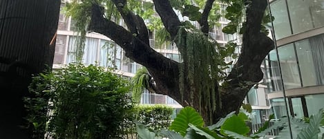 A large tree with extensive foliage in a courtyard with modern buildings in the background.