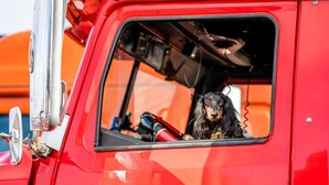 Una camioneta roja con un perro sentado en la ventana.